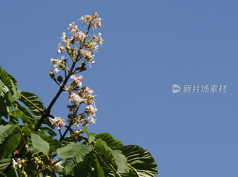 Horse Chestnut flowers